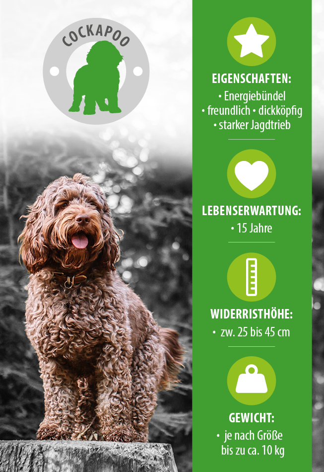 Infografik über den Cockapoo