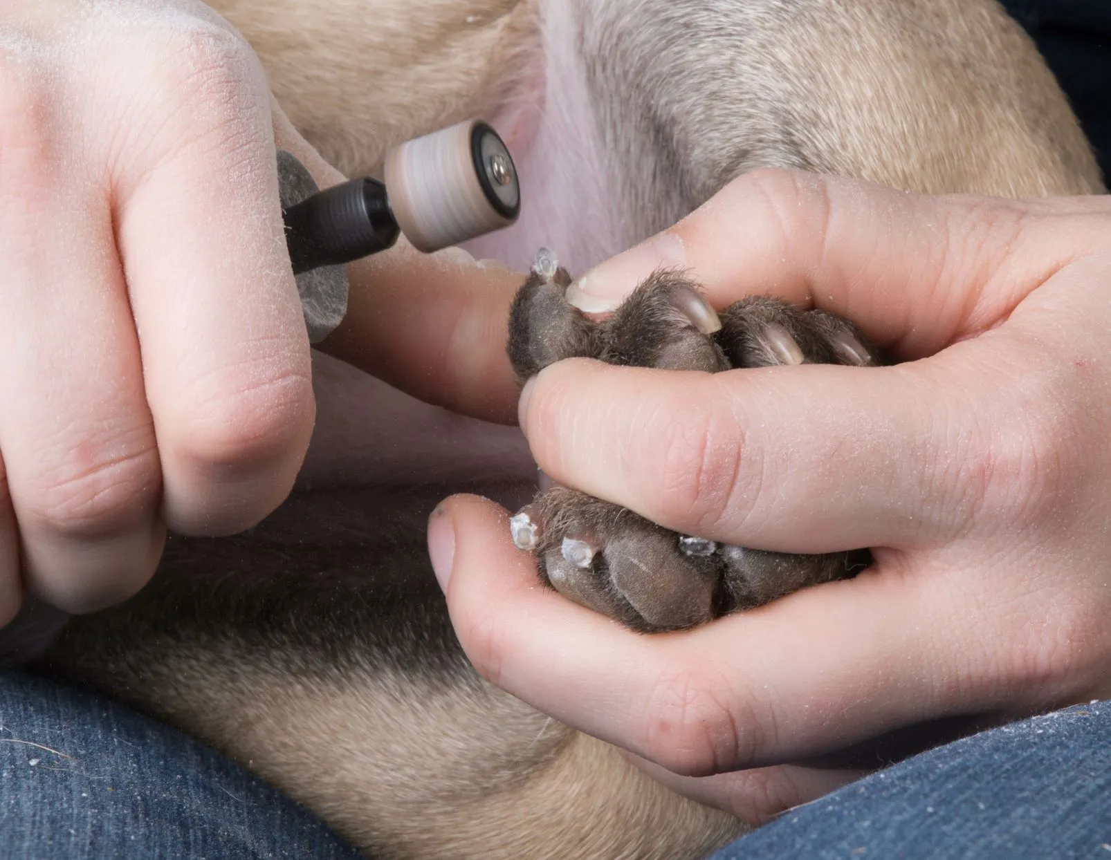 hunde krallen schneiden mit Krallen schleifer