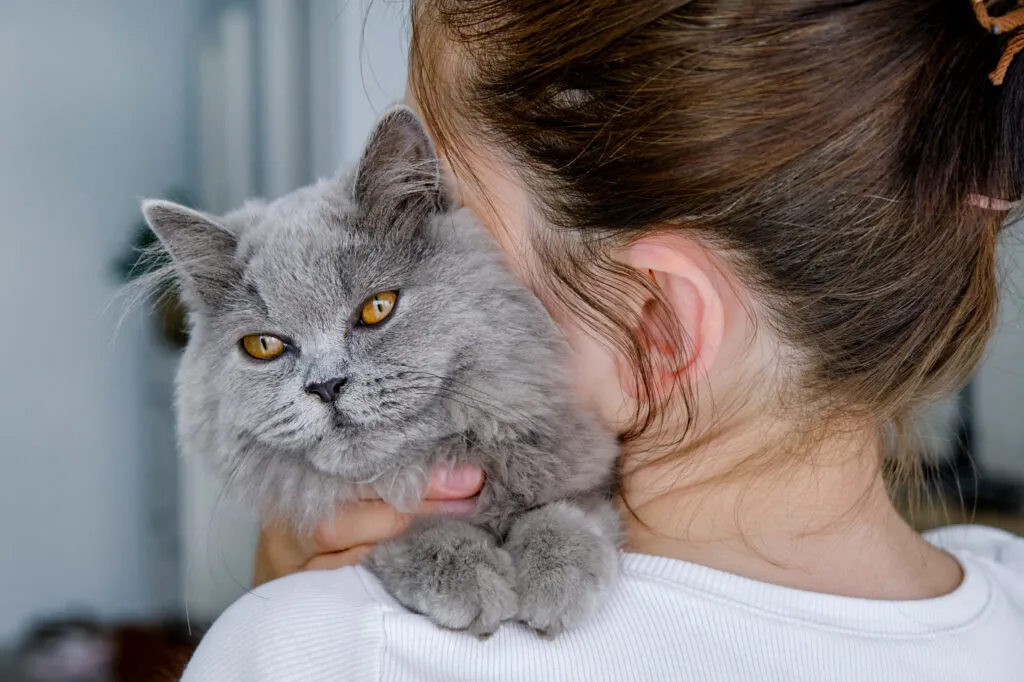 &Auml;ltere Katze wird gehalten &ndash; m&ouml;gliche Anzeichen von Altersschw&auml;che bei Katzen