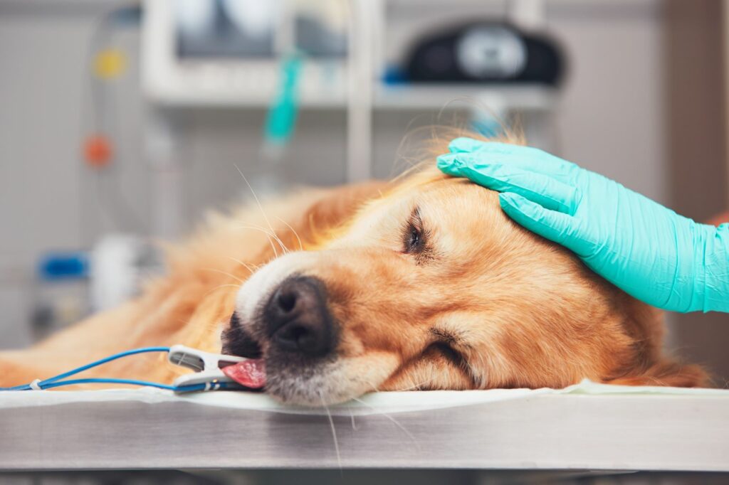 Hund beim Tierarzt auf der Liege.