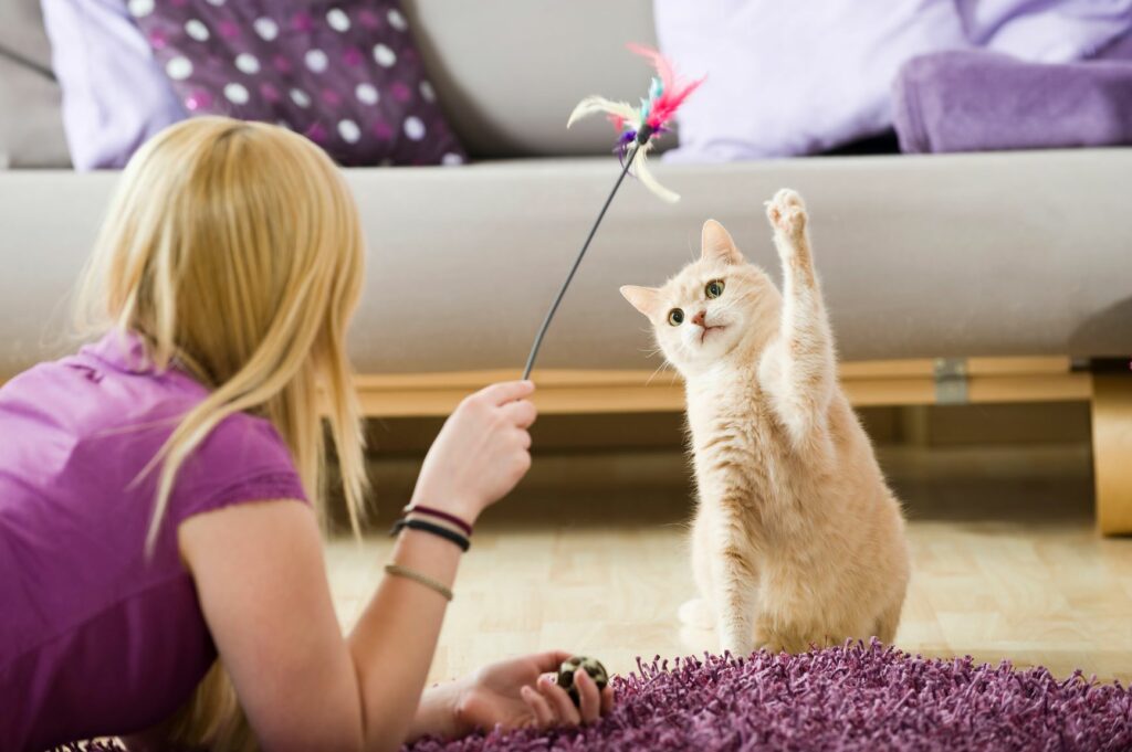 Katze-Spiel-Katzenangel Katze spielt mit Angel