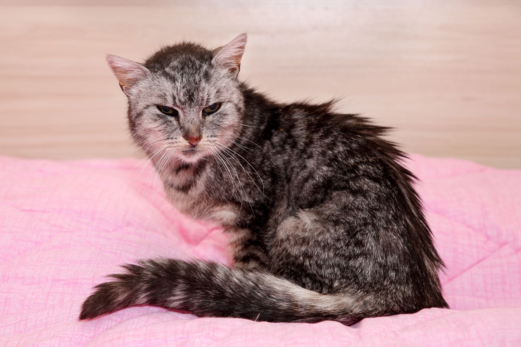 Altersschwäche bei Katzen Anzeichen richtig erkennen zooplus