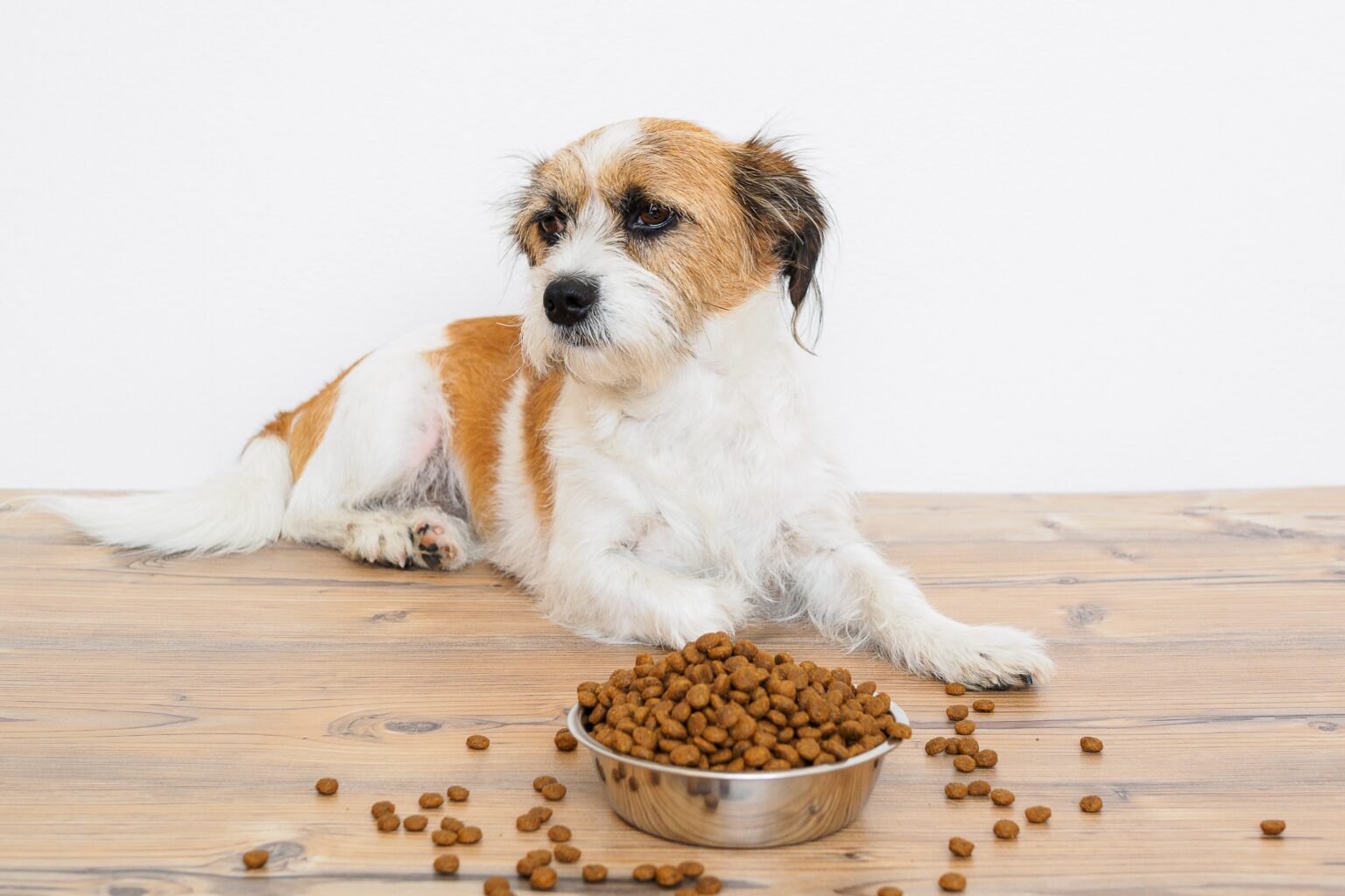 Präbiotika und Probiotika für Hunde Funktion & Anwendung zooplus