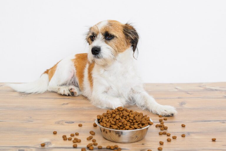 Präbiotika und Probiotika für Hunde Funktion &amp; Anwendung zooplus