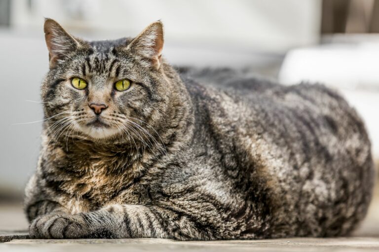 Diabetes kommt bei dicken Katzen häufiger vor.