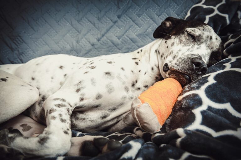 Hund liegt mit einer Pfotenverletzung auf einer Decke.