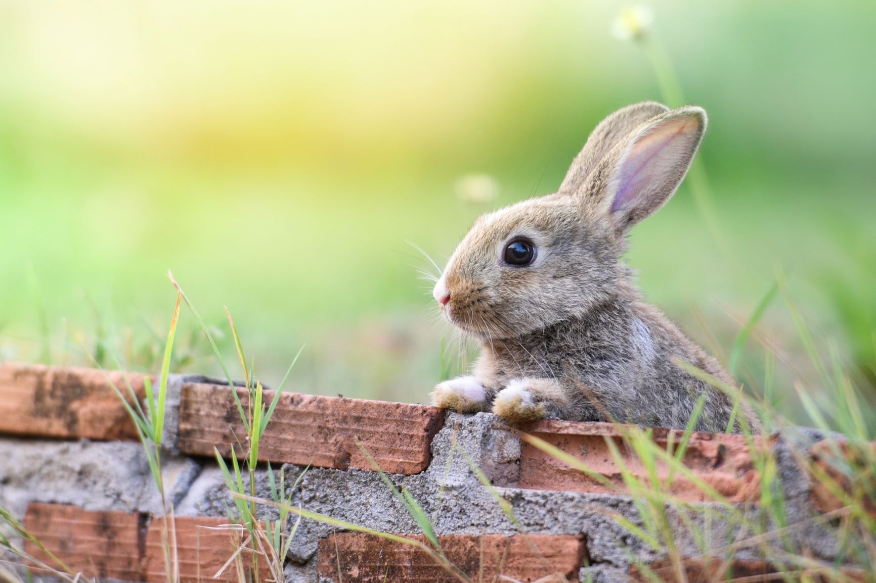 Elbeffekt Mein Kaninchen als Holzbild - Foto Geschenk - personalisierbar  zum Hinstellen/Aufhängen optional beleuchtet Kaninchen Zubehoer, Kaninchen