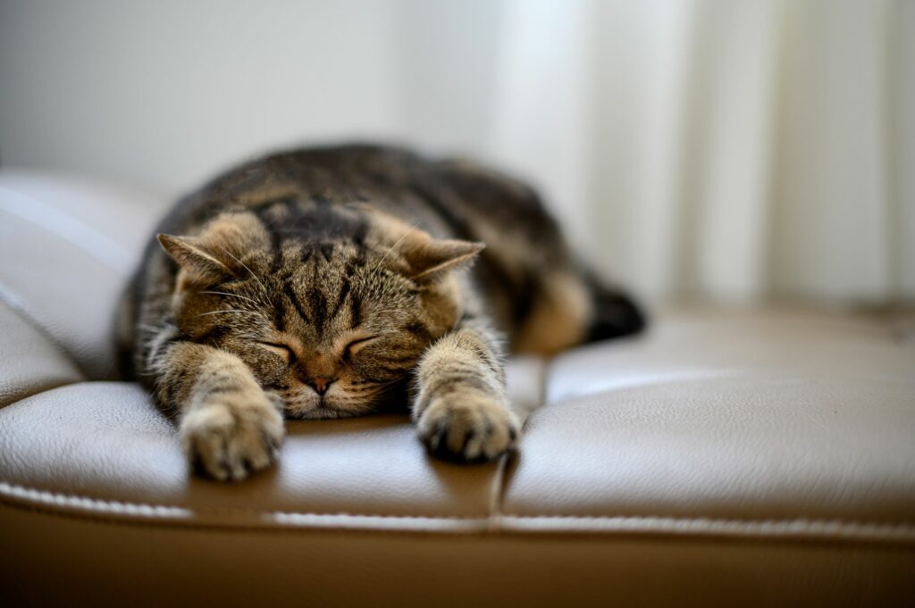 Katze entspannt auf dem Sofa.