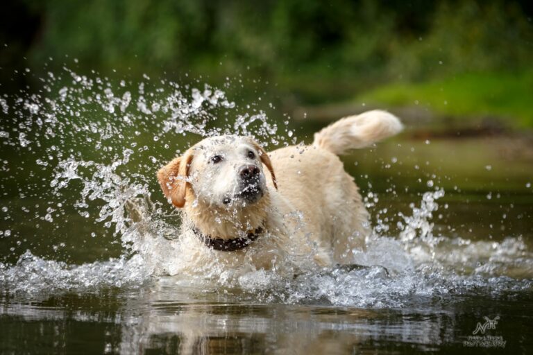 Hund spielt im Wasser. Schluckt er zu viel Wasser, droht eine Wasservergiftung beim Hund.