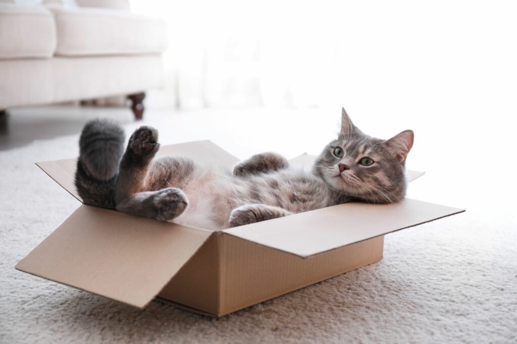 Eine Katze liegt in einem kleinen Karton Katze liegt in Karton