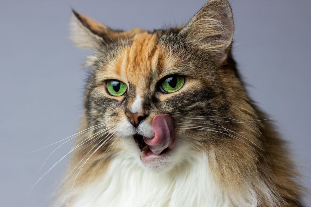Katze-Hunger Katze leckt sich das Maul.