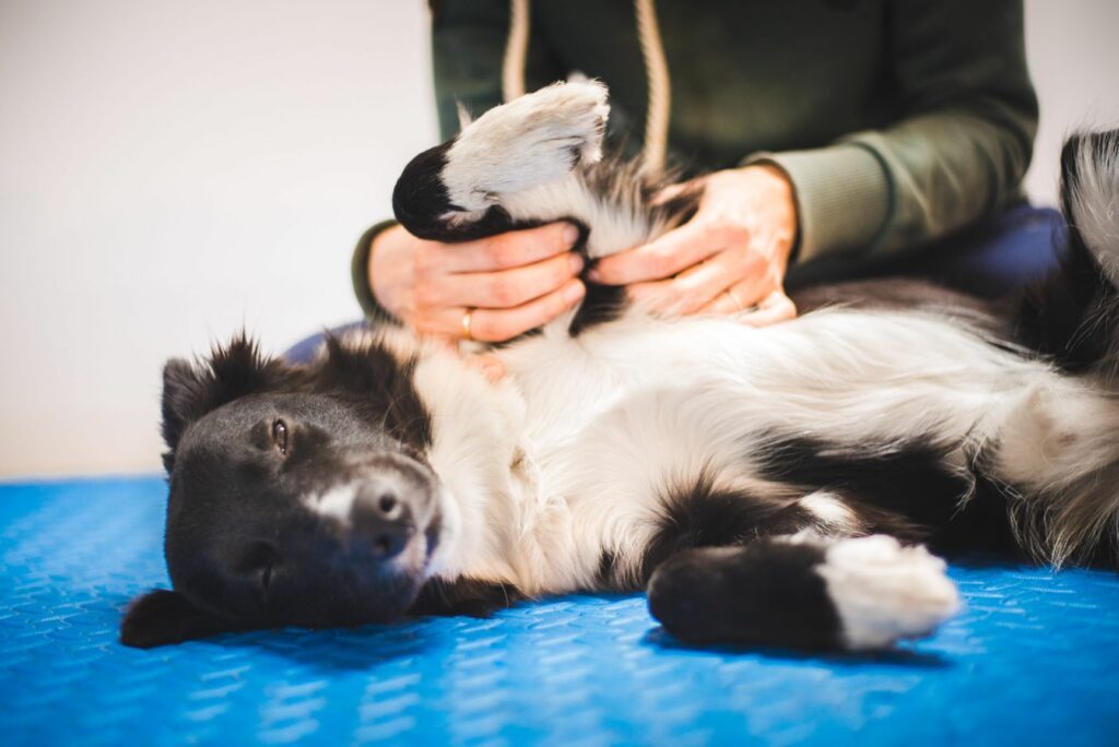 Hund entspannt bei der Massage.