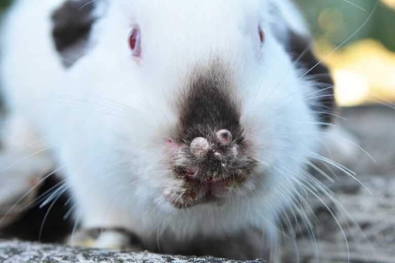 Kaninchen an Kaninchenpest erkrankt.