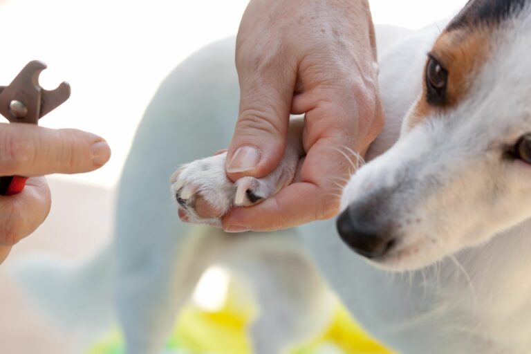 Hundekrallen schneiden beim Jack Russel.