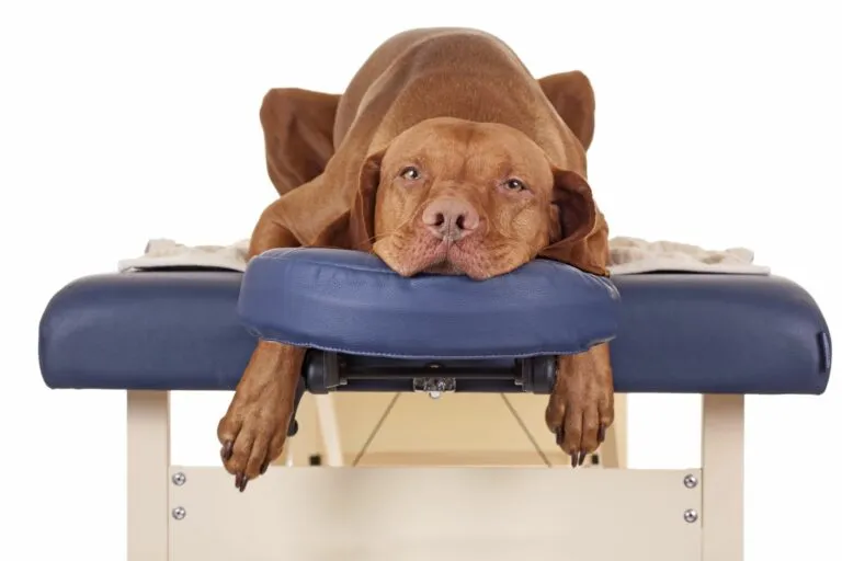 Hund liegt für eine Hundemassage auf einer Liege.