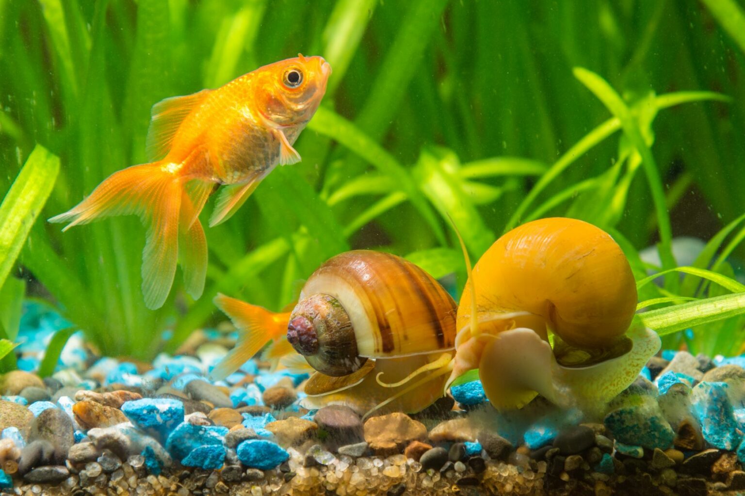 Wie Werde Ich Schnecken Im Aquarium Los Schnecken im Aquarium: So bekämpfen Sie die Plage | zooplus