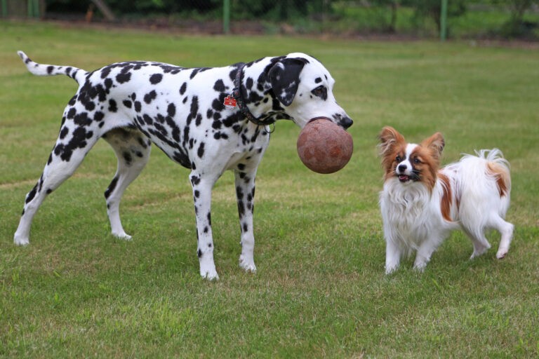 Zweithund Dalmatiner Zwergspaniel