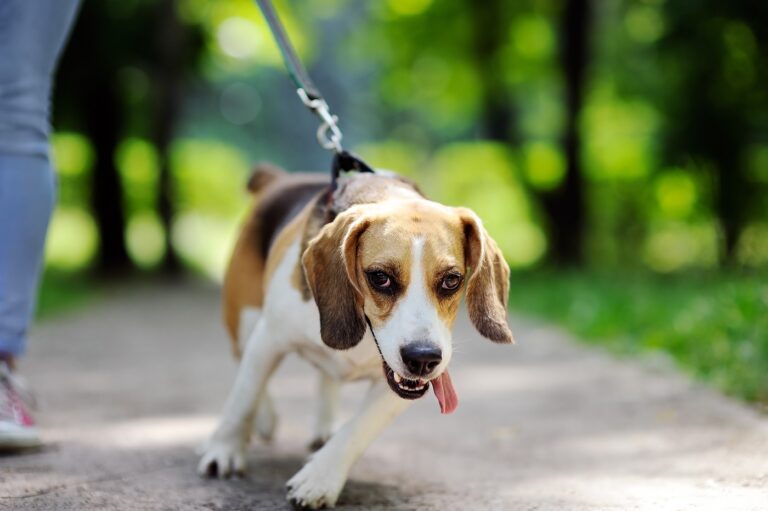 Leinenführigkeit beim Hund trainieren