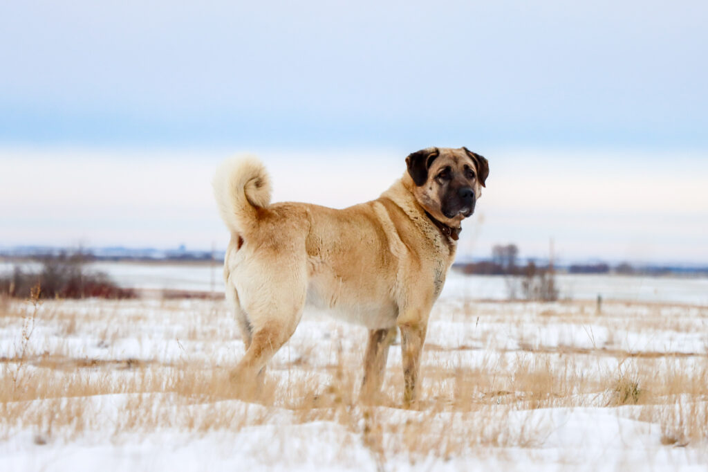 Kangal Hund im Winter