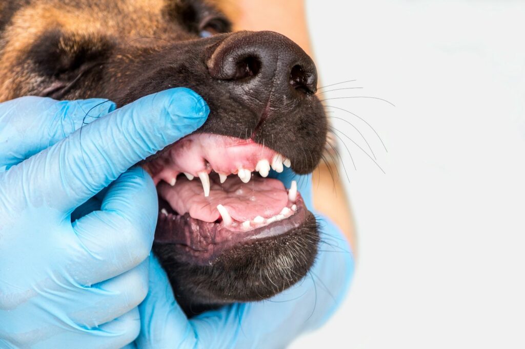 eläinlääkäri katsoo koiran iän hampaista