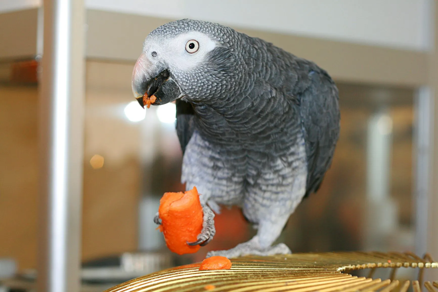 Ein Graupapagei frisst eine Karotte
