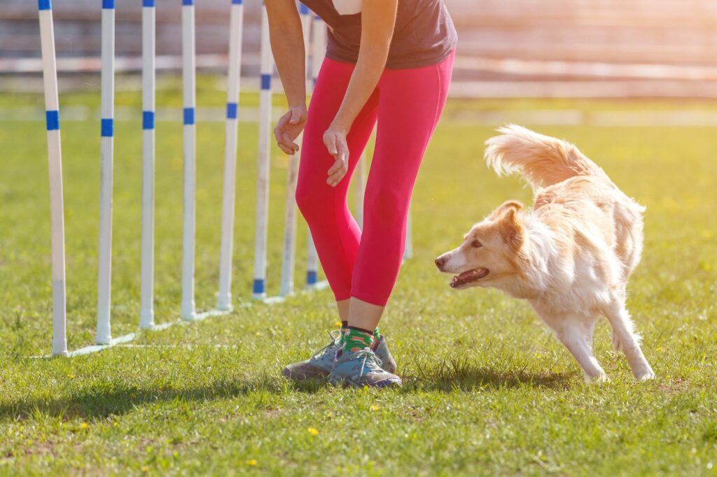 hund mensch training Mensch trainiert zusammen mit einem Hund