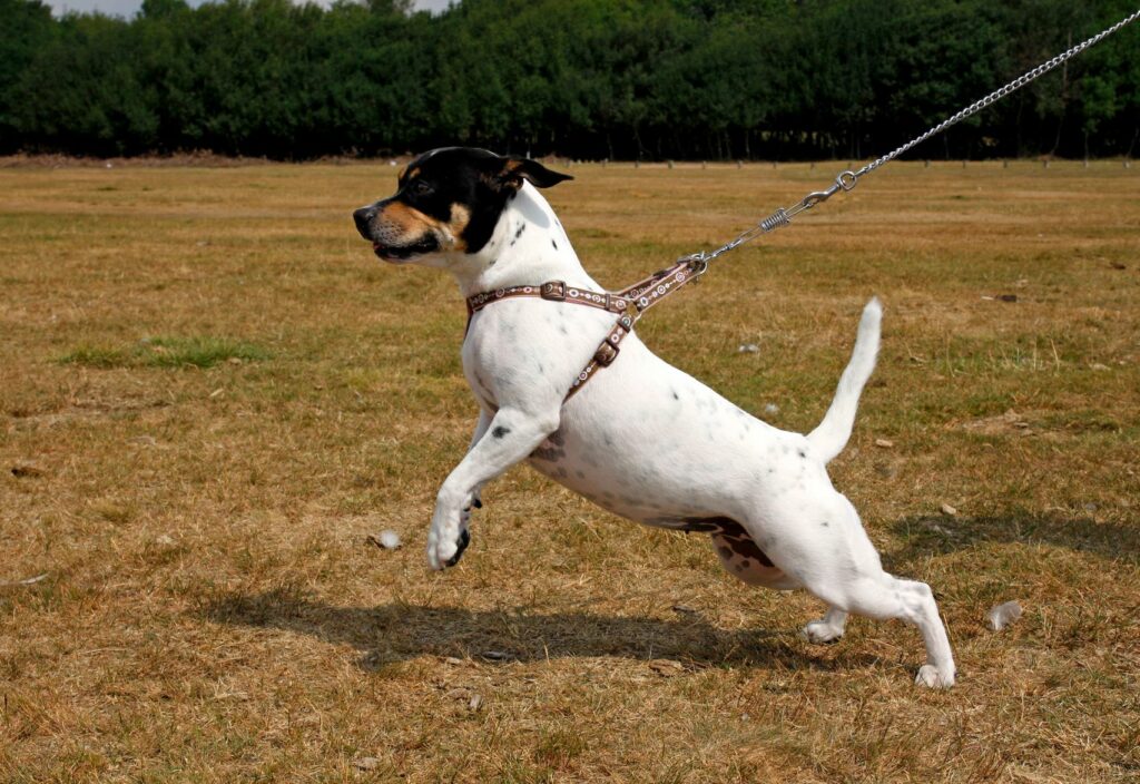 hund zieht an leine Ein kleiner Hund zieht an einer Leine