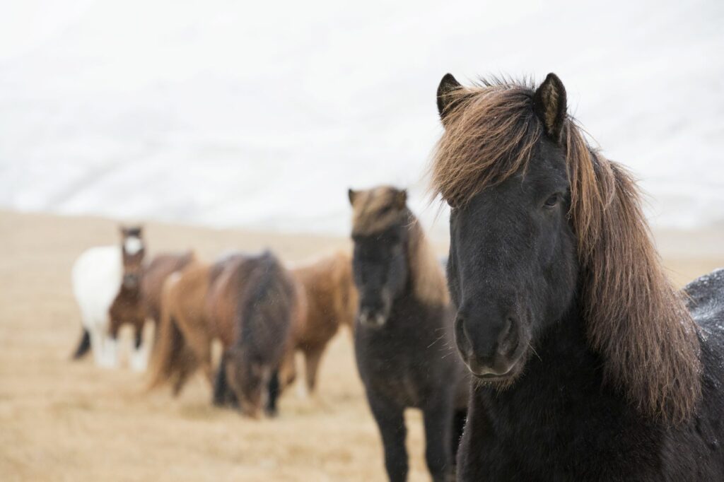 islandpferde bei schneetreiben Eine Herde von Islandponys auf Island