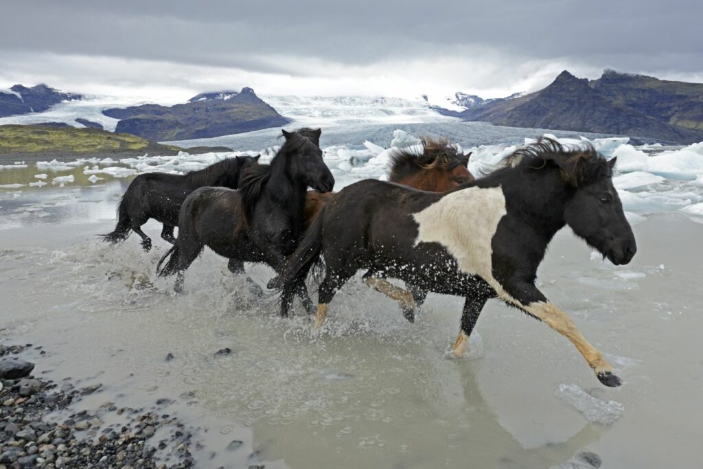 islandpferde gletschersee Islandpferde reiten durch Gletschersee auf Island