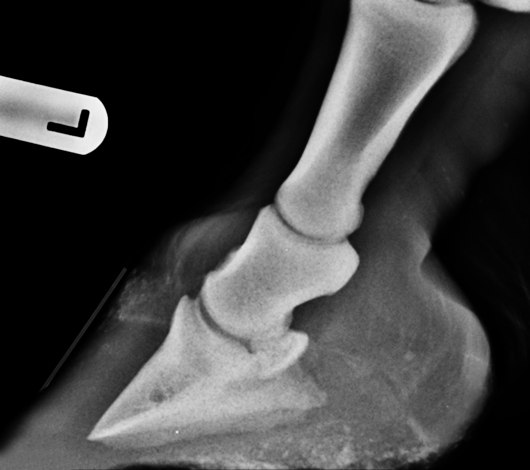 Hufrehe (Laminitis) beim Pferd: Symptome & Behandlung | zooplus
