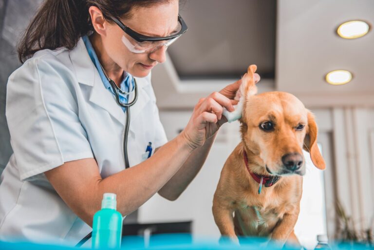 Tierarzt reinigt Hundeohren