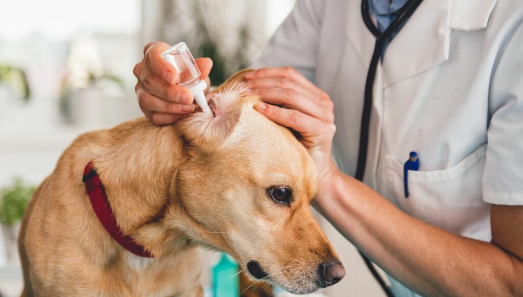 Mensch träufelt Ohrenreiniger in das Ohr eines Hundes