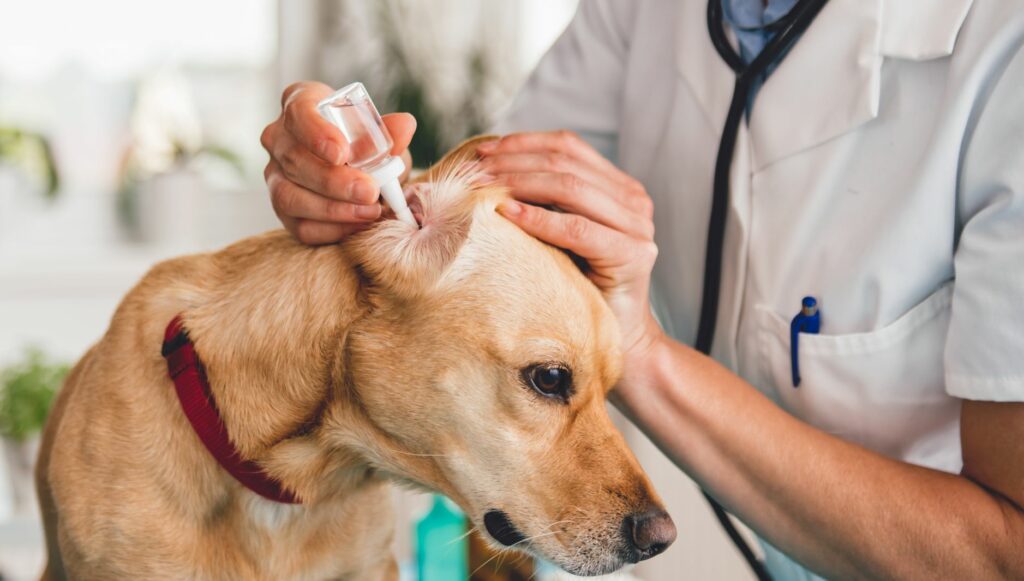 tierarzt ohrenreiniger hundeohr Mensch träufelt Ohrenreiniger in das Ohr eines Hundes
