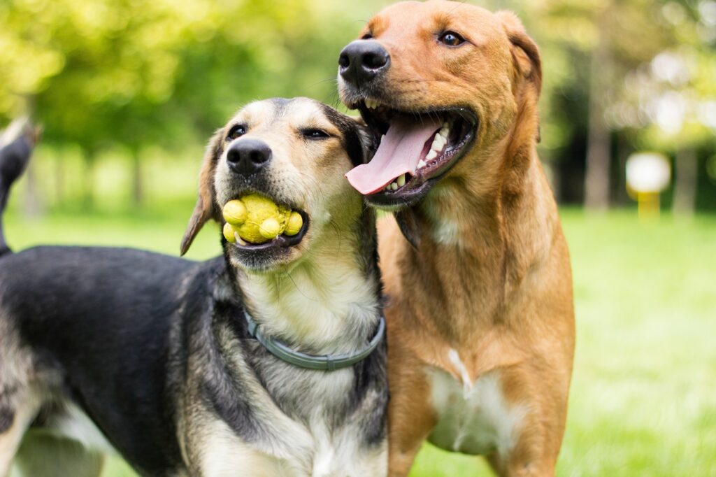 zwei Hunde spielen im Park