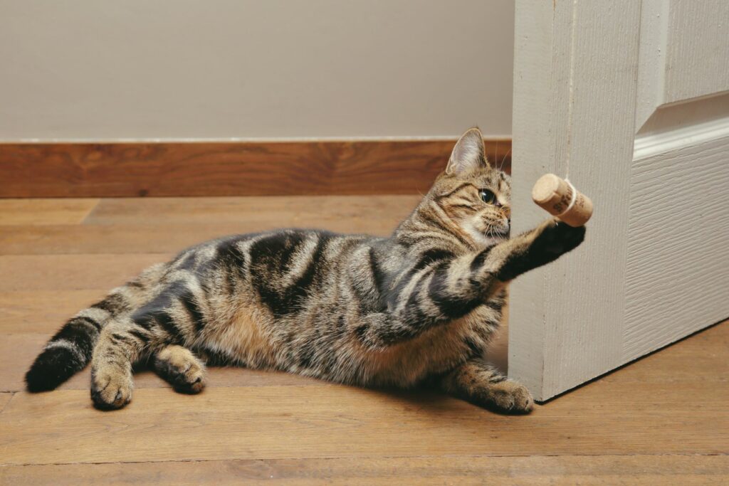 Katzenangel mit Korken Katzenspielzeug mit einem Korken selber machen.
