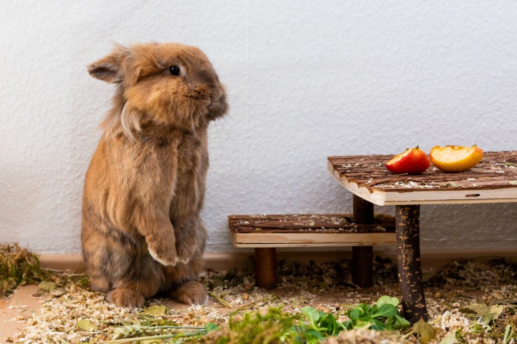 Futter-Loewenkopfkaninchen Löwenkopfkaninchen macht "Männchen".