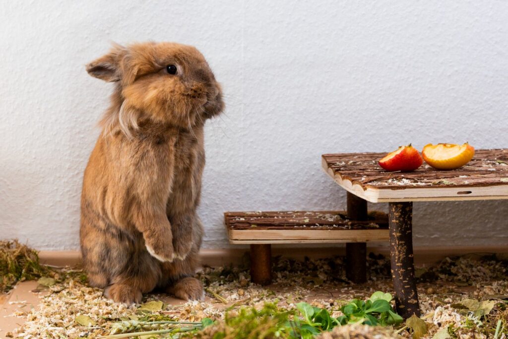 Löwenkopfkaninchen macht "Männchen".