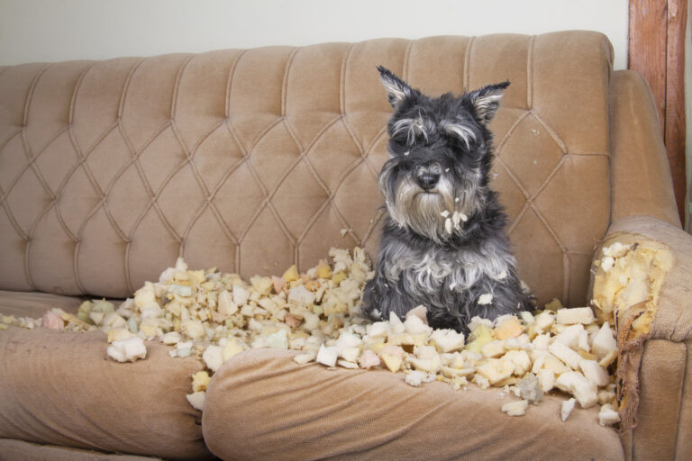 Hund in der Pubertät zerstört ein Sofa.