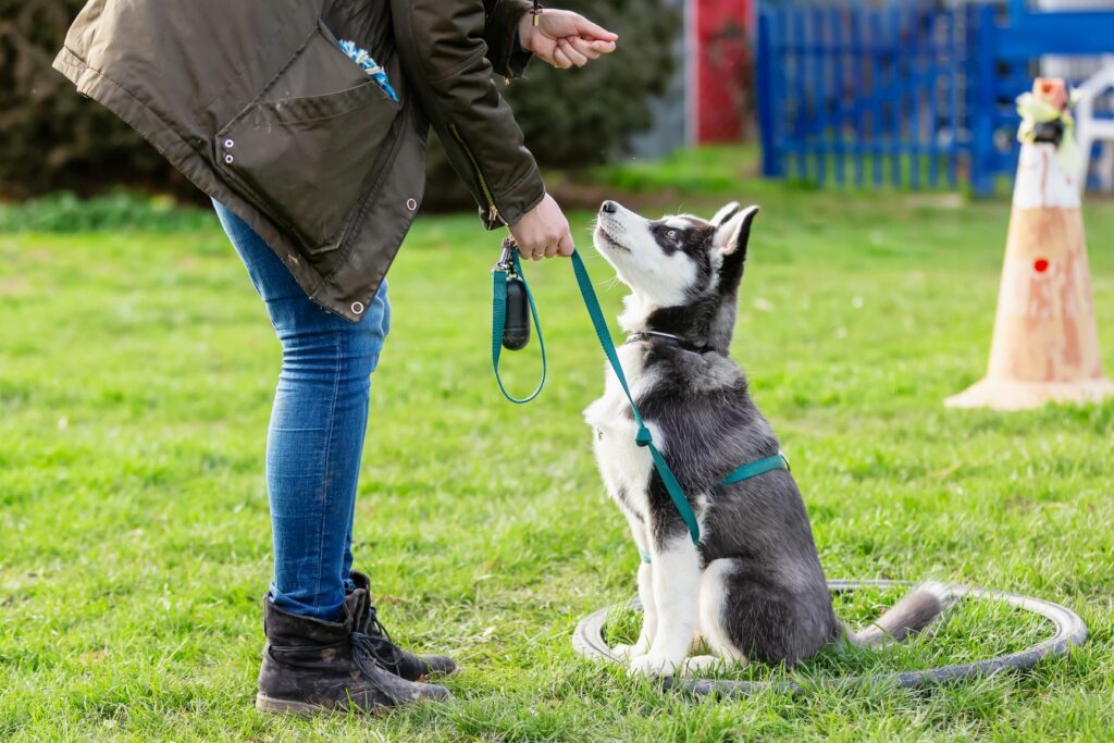 Hund-Hundeschule Junger Hund macht Sitz.
