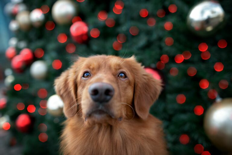 Hund-Weihnachtsbaum Hund vor einem Weihnachtsbaum.