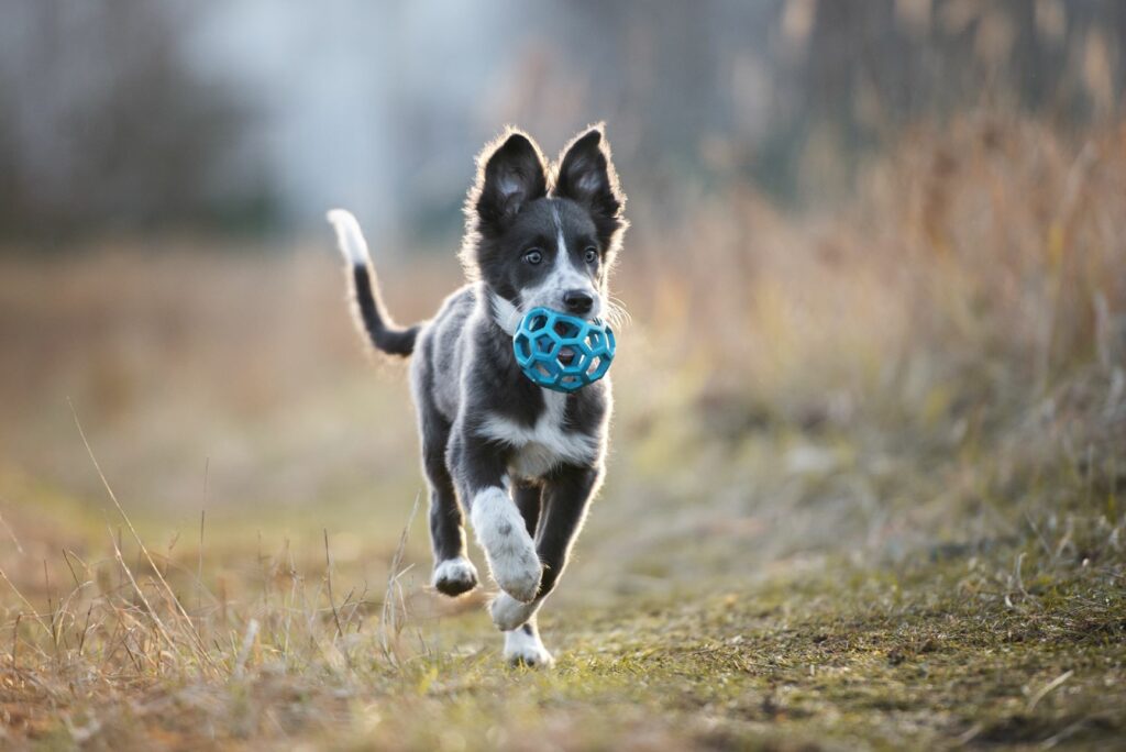 Hund in der Pubertät spielt mit einem Ball.