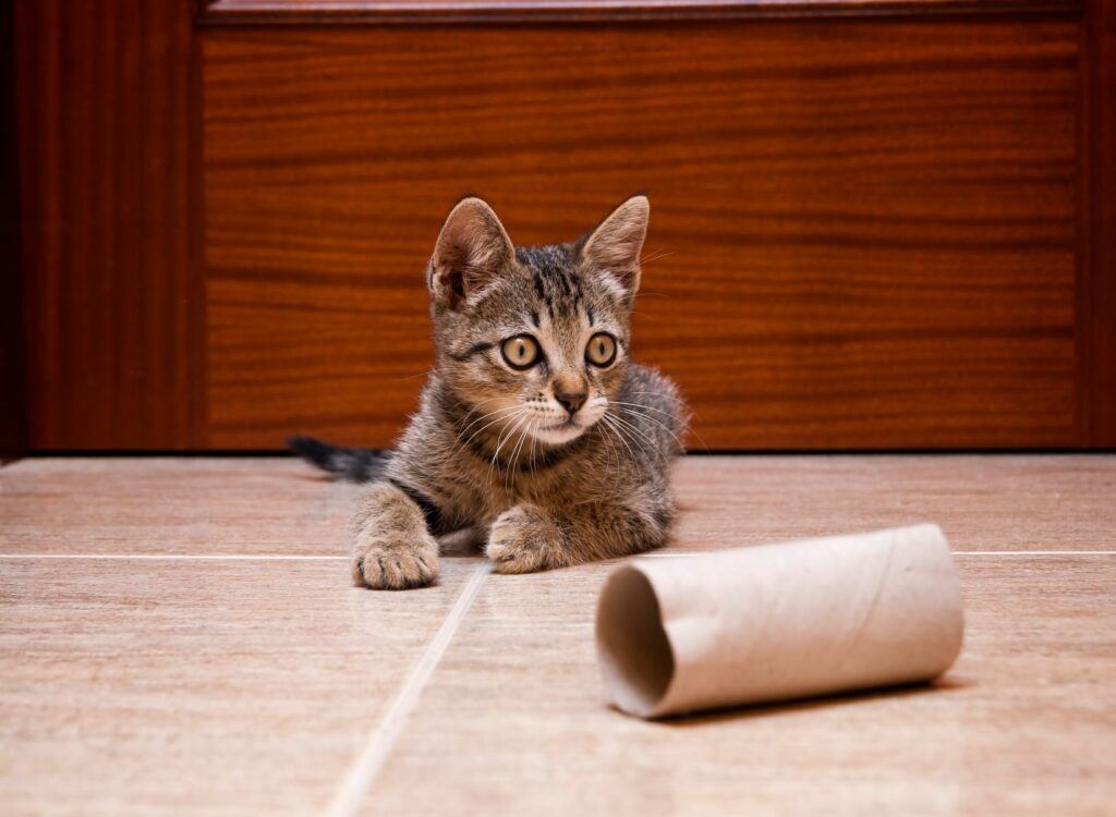 Macska játékok WC-papír tekercsekből.