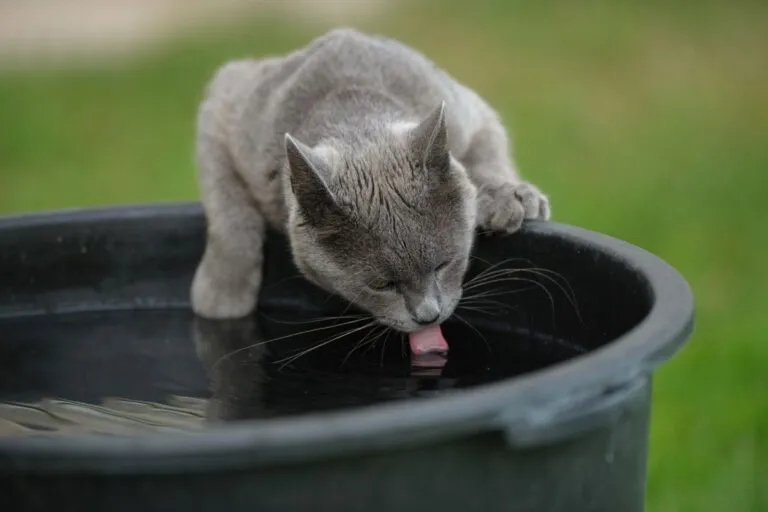 Diabetes bei Katzen