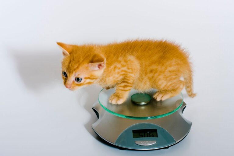 Gewicht bei Kätzchen kontrollieren