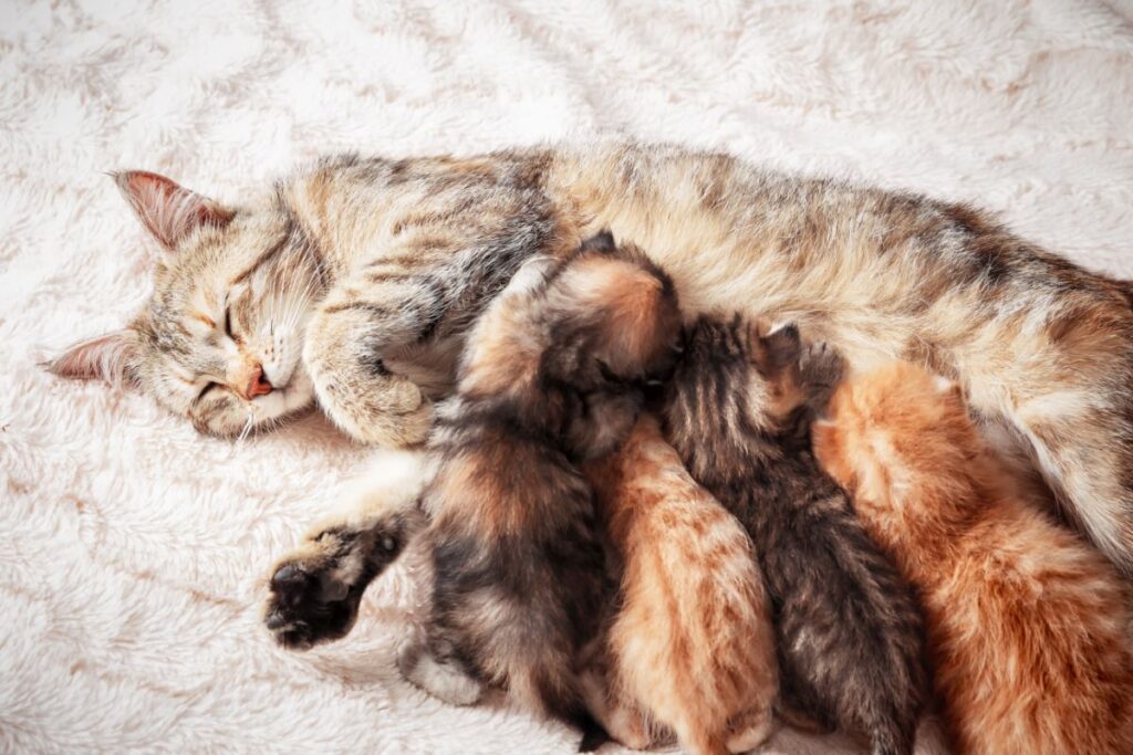 Kitten trinken Muttermilch Kitten trinken Muttermilch