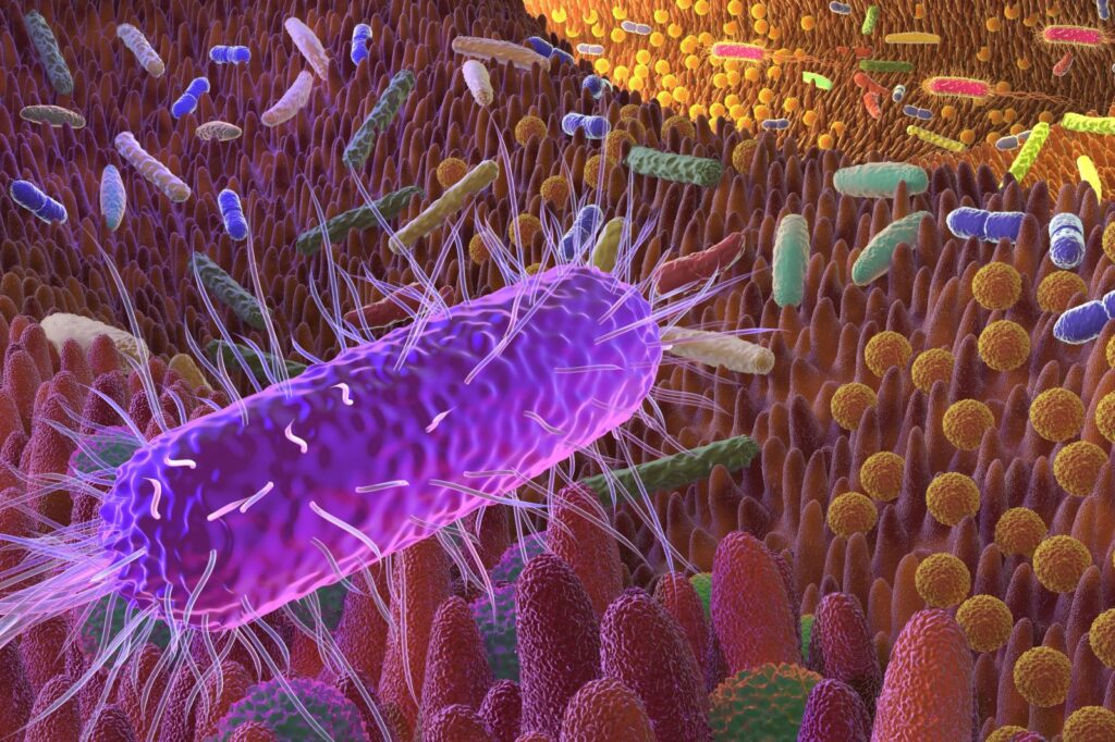 Grafische Darstellung des Darmmikrobioms grafische darstellung darmmikrobiom