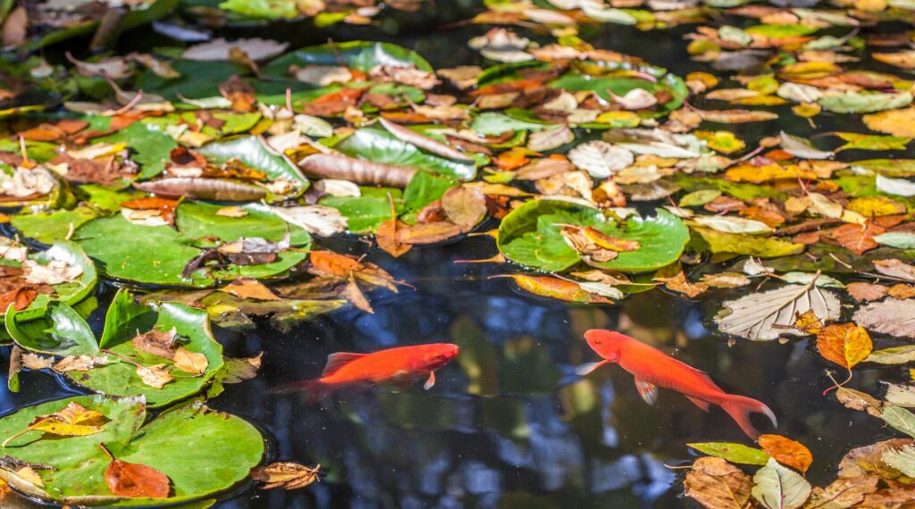 Goldfische Teich mit Laub Goldfische im Teich während der Herbstzeit