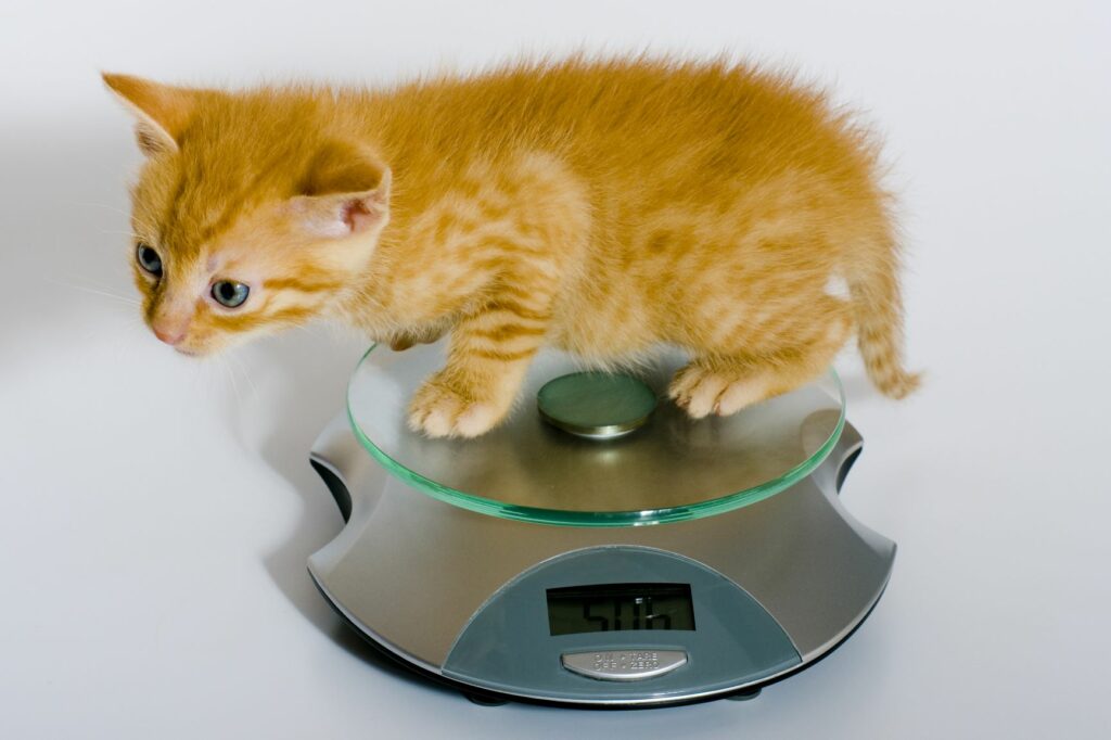 Gewicht eines Kätzchen mit einer Küchenwaage bestimmen