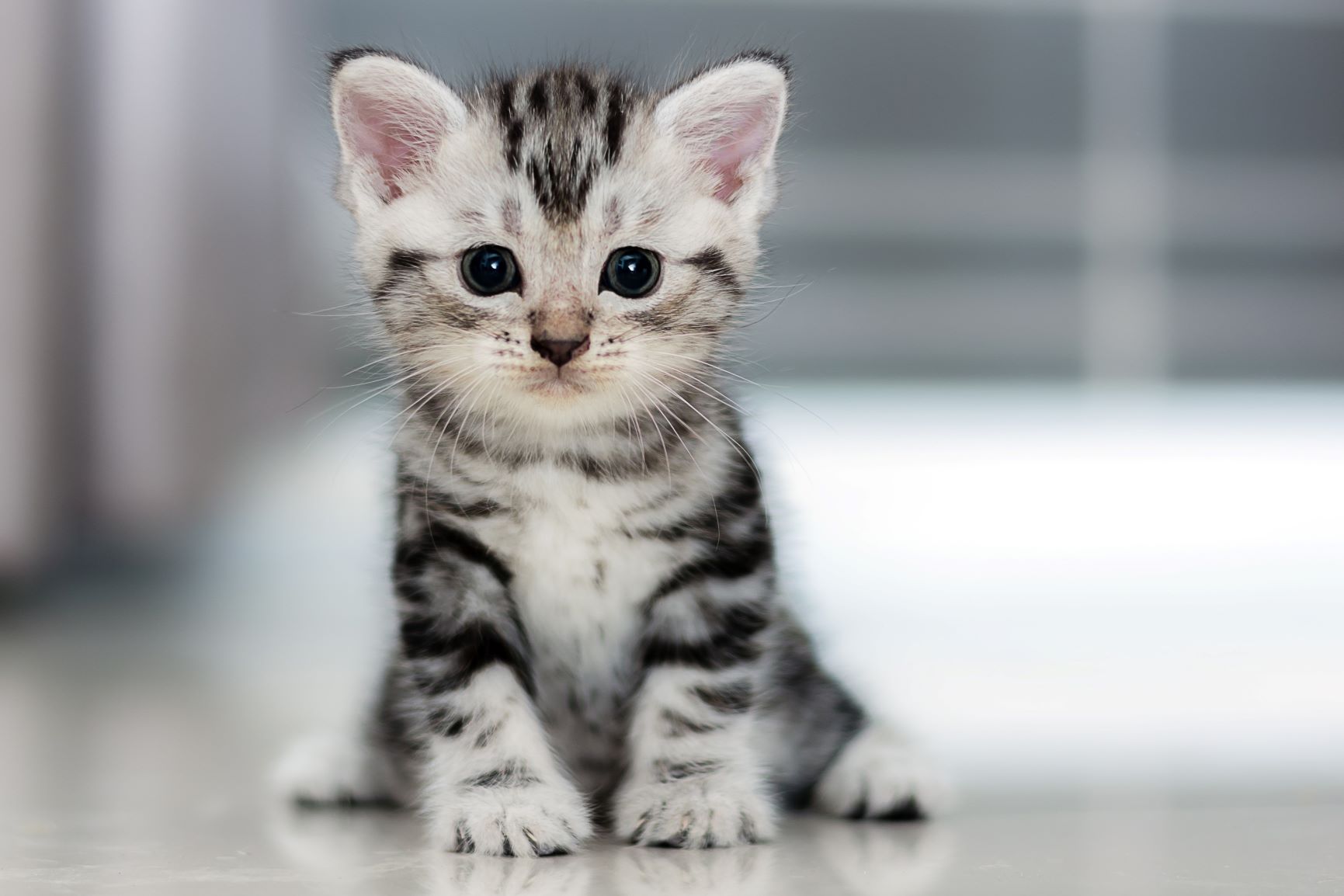 Wie Lange Schlafen 3 Monate Alte Katzen