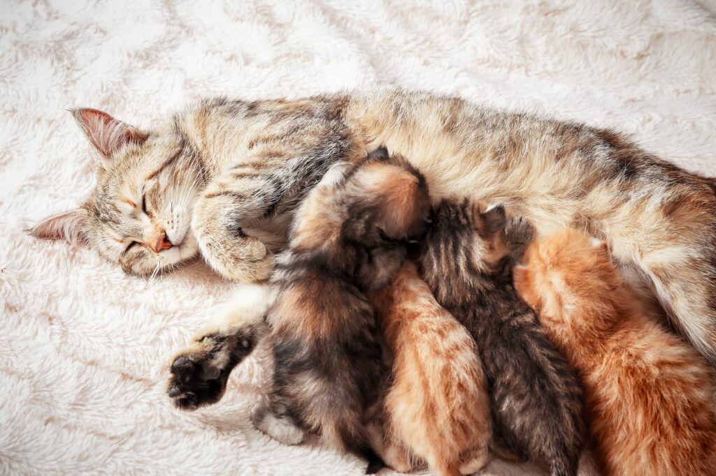mutterkatze säugt kitten